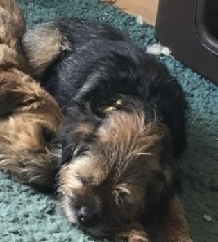 millypod1's tweet photo. 🆘29 JUN 2024 #Lost LOTTIE #ScanMe #Tagged
ELDERLY Black & Tan Border Terrier Female #BTPosse
Great Ashfield Airfield #GreatAshfield #Suffolk #IP31 https://t.co/NrwgGE2NSQ https://t.co/HsotifTHrz