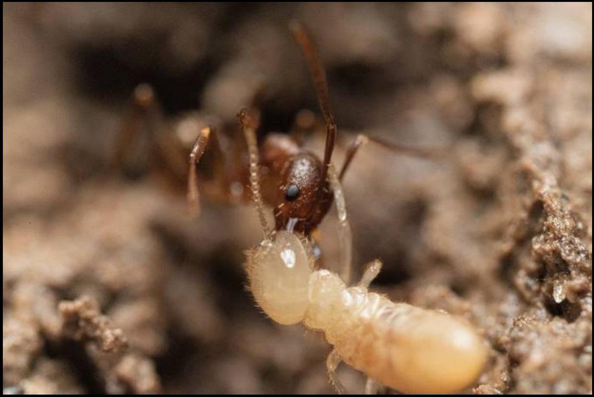 🔥 Ant and termite share a kiss of death