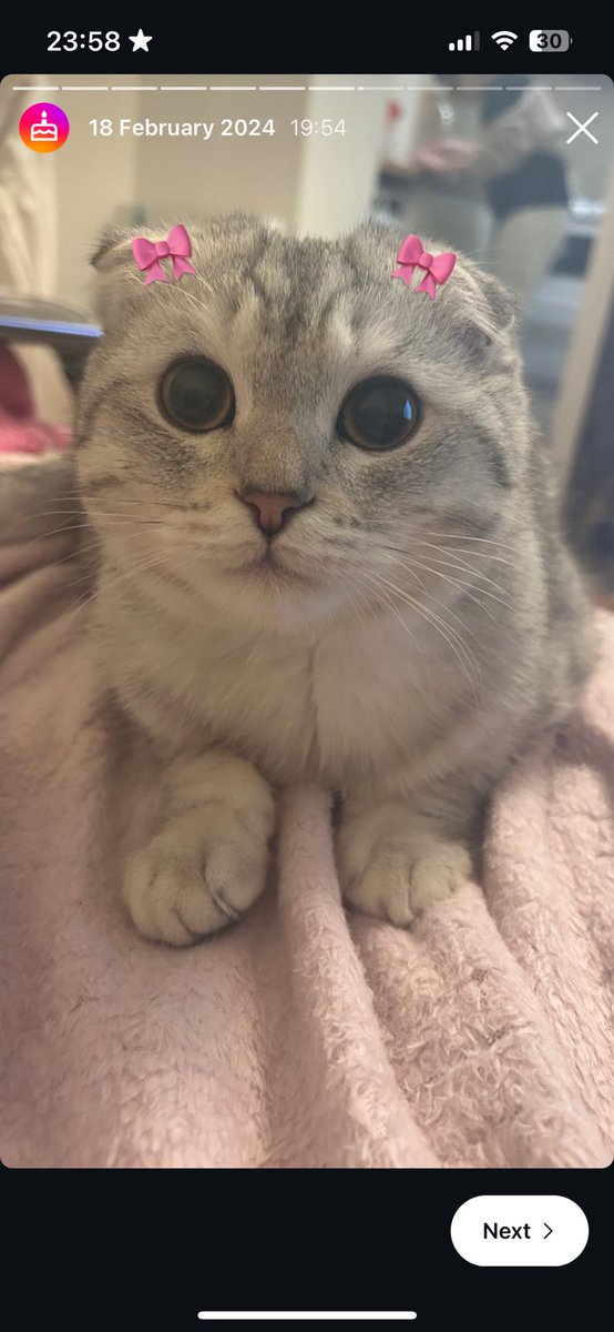 pushiponpon's tweet photo. big doe eyes pushi quand il était bb !!! https://t.co/9rGdMGKoUa