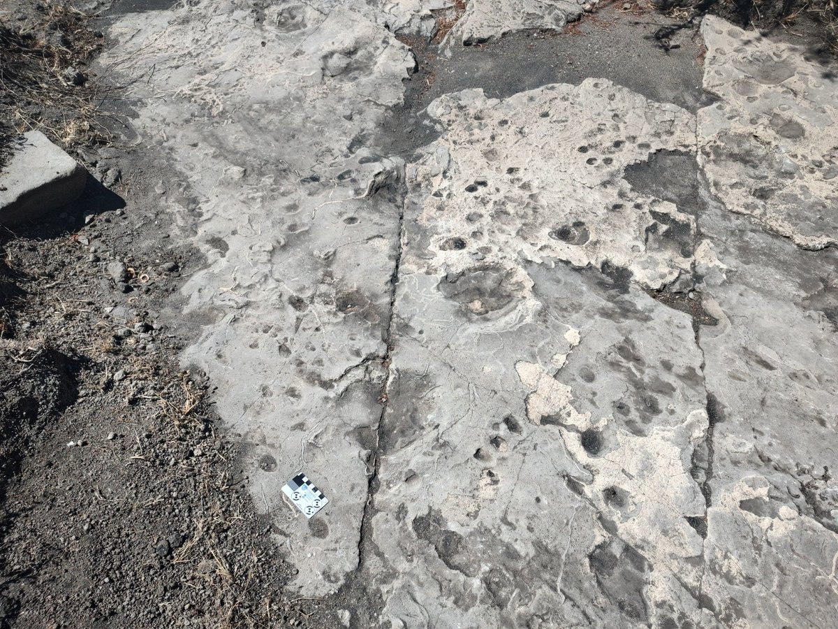 Comparing foot size at #Laetoli to see if any tracks similar back in the Pliocene. Tracks under erosion by river and use as path in dry season #CulturalHeritageFund <a href="/BritishArts/">British Council Arts</a> <a href="/DCMS/">Department for Culture, Media and Sport</a> <a href="/urithiwetutz/">Urithi Wetu</a> <a href="/IchumbakiE/">Elgidius Ichumbaki, Ph.D.</a> <a href="/dickybates2/">Richard Bates</a> <a href="/UdsmOfficial/">University of Dar es Salaam</a> <a href="/univofstandrews/">University of St Andrews</a> <a href="/DiscProg/">The Discovery Programme</a> <a href="/MNRT_Tanzania/">Wizara ya Maliasili na Utalii</a>