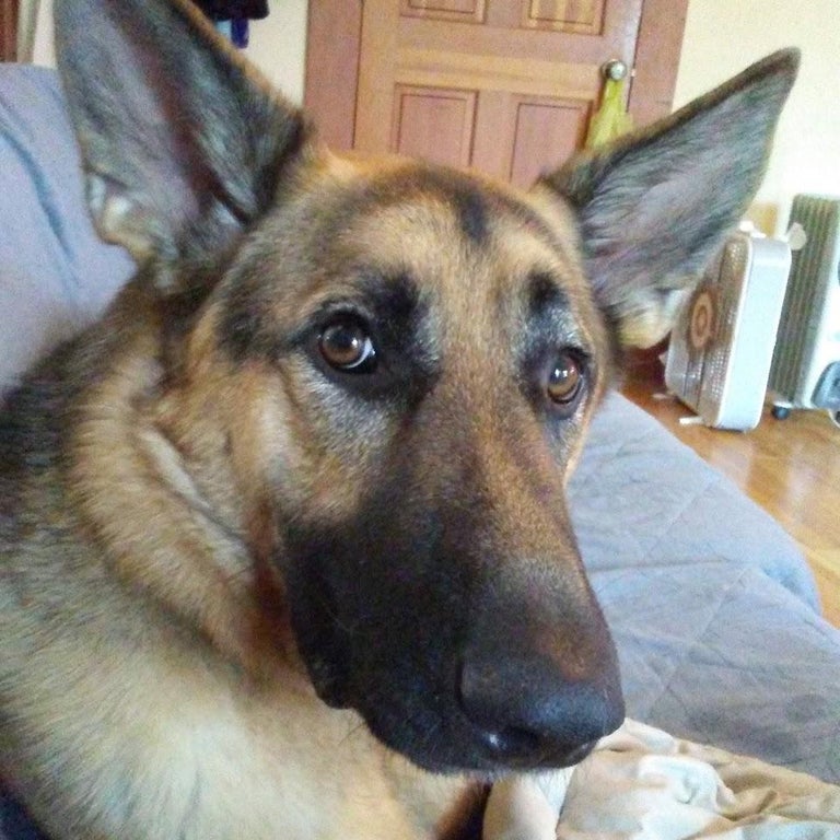 TweeetsOfDogs's tweet image. "This guy followed my wife and son home from the park. he had a chip and we found the owner lived 25 miles away from us. We returned him and the next day we received a call from the owner asking us if we wanted to keep him. Meet Boomer. 🙂" ❤