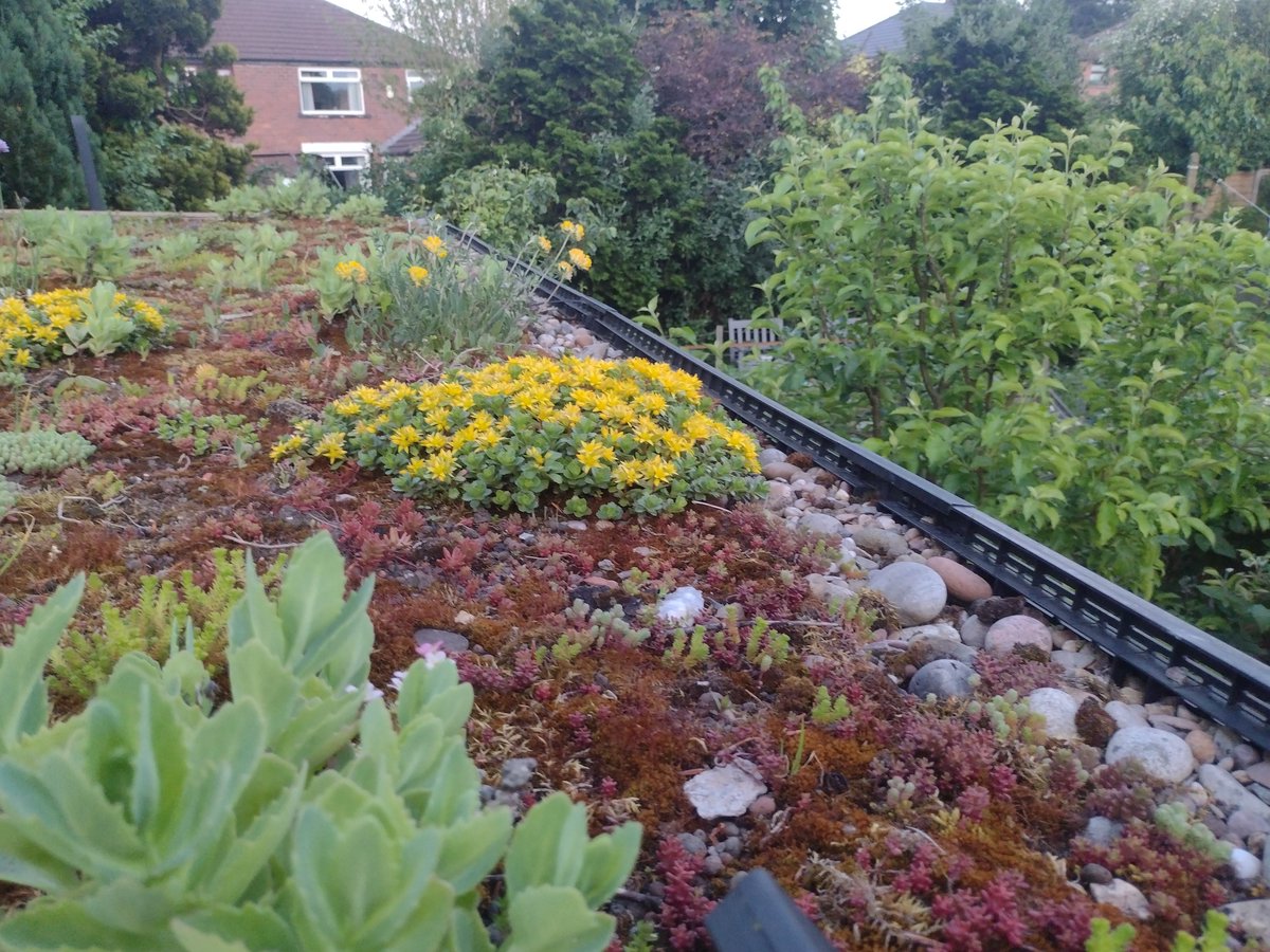 mancgreenroofs's tweet photo. 8 year old #greenroof #sthelens https://t.co/oZPcVjy8ty