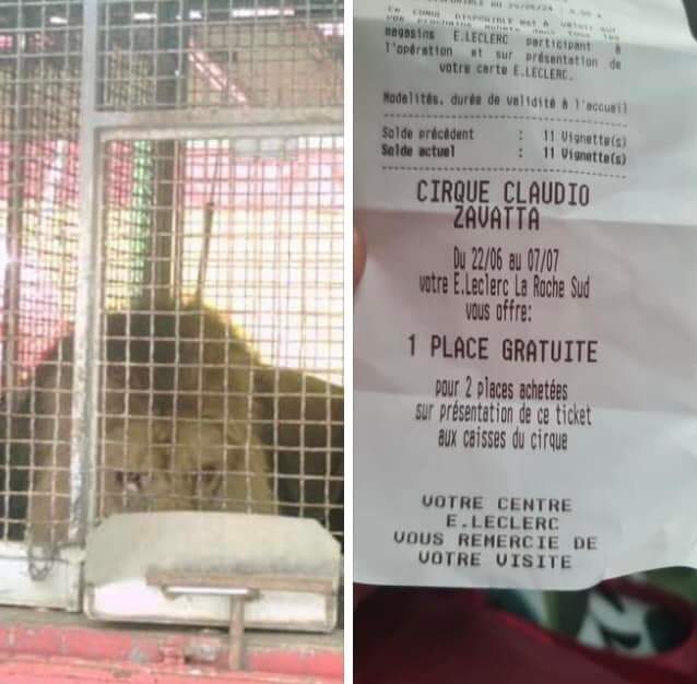 AdeaClaude's tweet photo. LECLERC, TU FERAIS PAS MAL D'OFFRIR DE L'ALIMENTATION POUR LES REFUGES ASSOCIATIONS SPA ETC...

Leclerc sud à la roche sur yon offre des places pour le cirque zavatta, qui trimballe des lions dans dans de minuscules cages de merde.

Tel 02 51 47 81 00

https://t.co/T2pYIVNaFA https://t.co/1hXDud0DRU