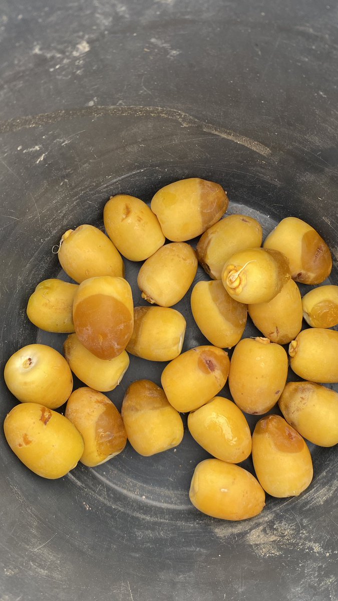 بواكير الخراف هذا العام تاخر عن الأعوام السابقة
هل السبب الجو ابرد من الأعوام السابقة