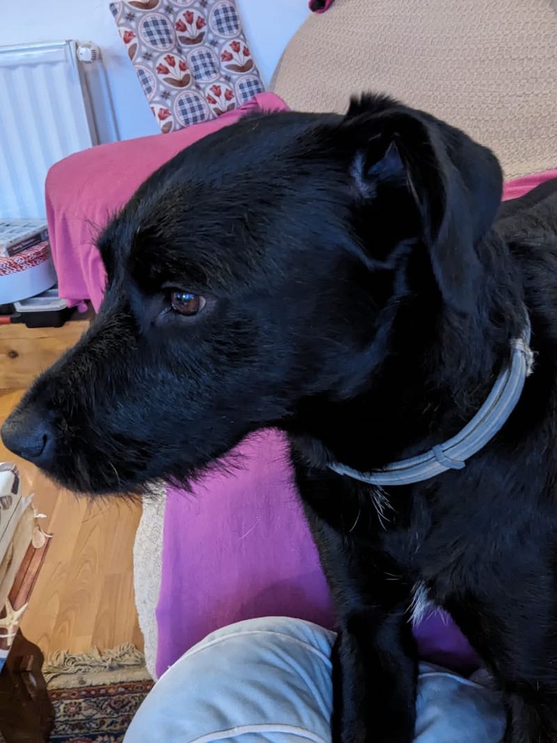 Patterdale Terriers tweet media