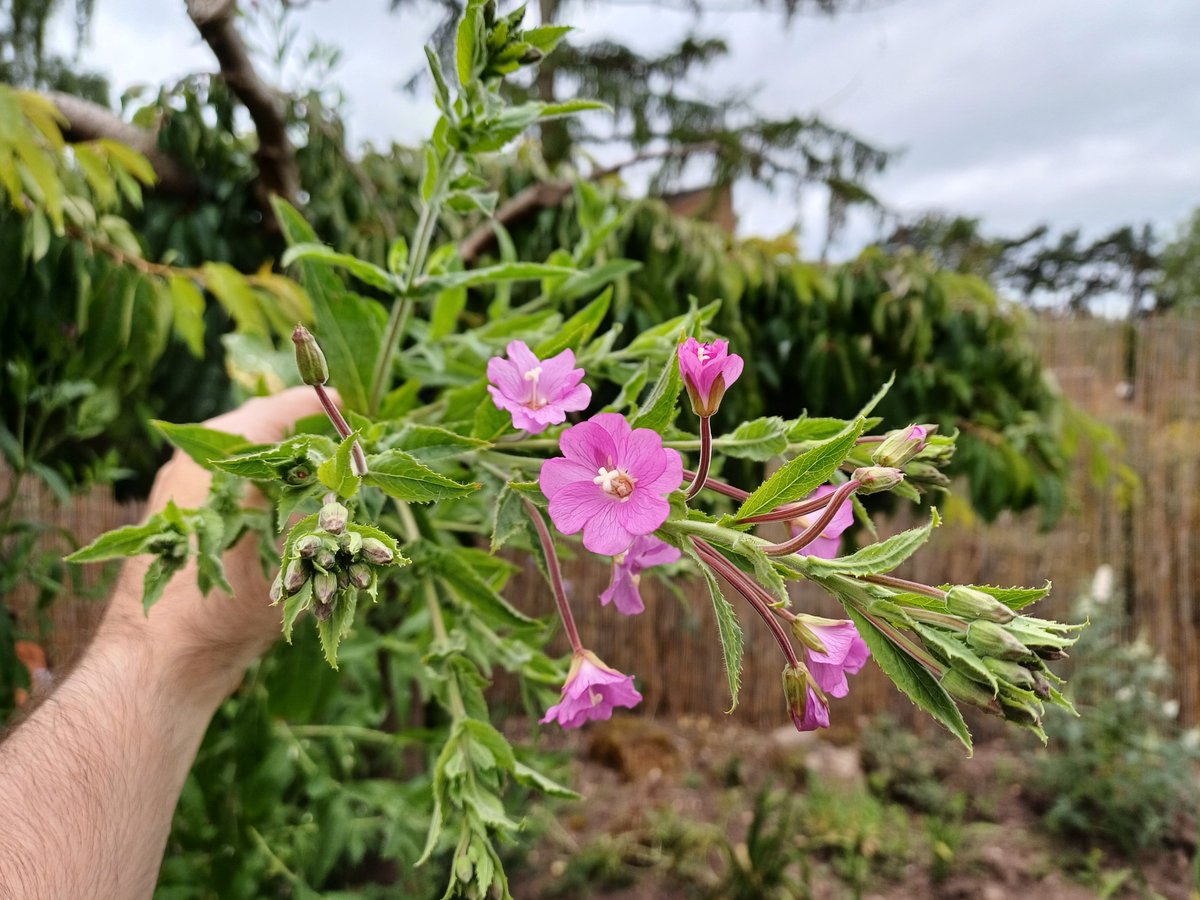 I reckon 8ft tall with these delicate flowers