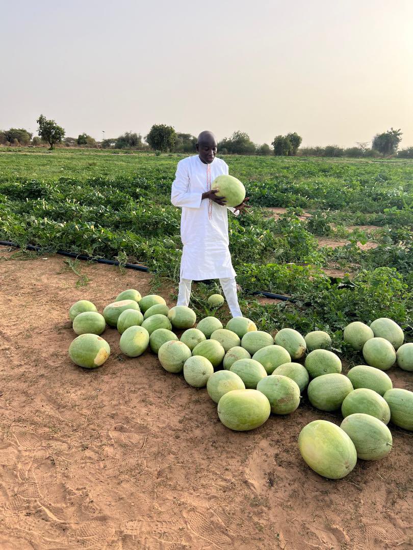 Aly_Ngouille's tweet image. 🇸🇳🍉Une récolte fructueuse et savoureuse de Pastèques dans nos champs de Kilim à Linguère ce week-end !

#Récolte #Nature #Kilim #Linguère #Pastèque