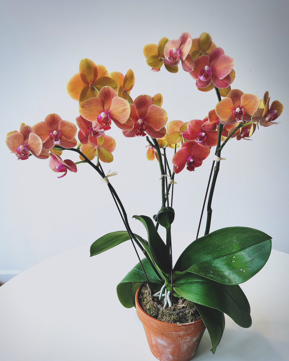 iwataMHC's tweet photo. Phalaenopsis
胡蝶蘭 

#newyork #mentalhealth #mentalhealthcounseling #mentalhealthcounselor #ニューヨーク #心理カウンセラー #カウンセラー #カウンセリング #公認心理師 #Phalaenopsis #Orchid #園芸療法 #HorticulturalTherapy #胡蝶蘭 https://t.co/MvoI0H55k1
