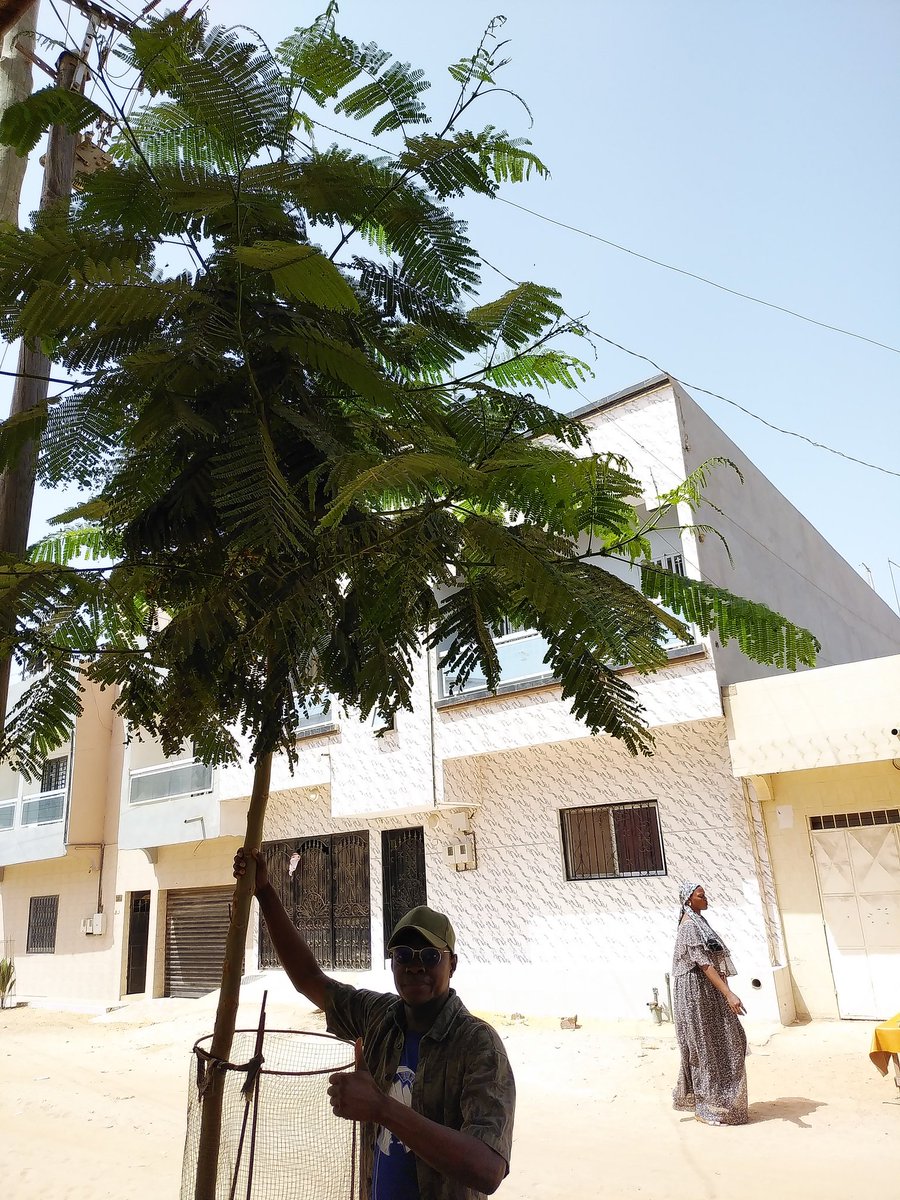 ABG_49's tweet photo. Keur Massar Nord, Ville Verte🌳!!!

Très satisfaisante🙂 visite de suivi des 517 arbres🌱 plantés en octobre dernier avec l'appui technique des #EauxetForets de Keur Massar.

@PR_Diomaye @SonkoOfficiel
@PrdaoudaN @PR_Senegal 
@ABG_49 🌱S.G. Com. Environnement De la Commune KMN🇸🇳 https://t.co/mGoF4lWQaU