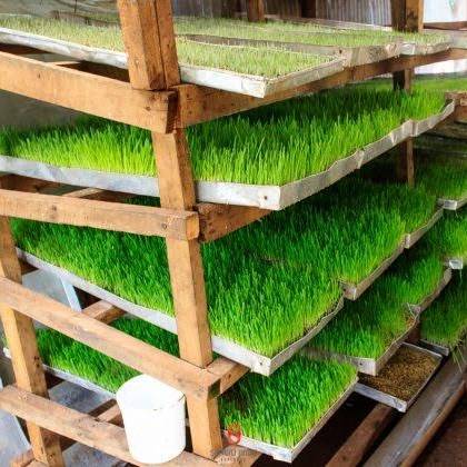 ZamukaGreenSol's tweet image. HYDROPONIC FODDER
 Is produced by growing seeds without soil, and with very little water; within 6-7 days, the seedlings will be up to 30-35 cm tall and provide highly nutritious fodder.

Want to increase milk production? Try this #Fodder.