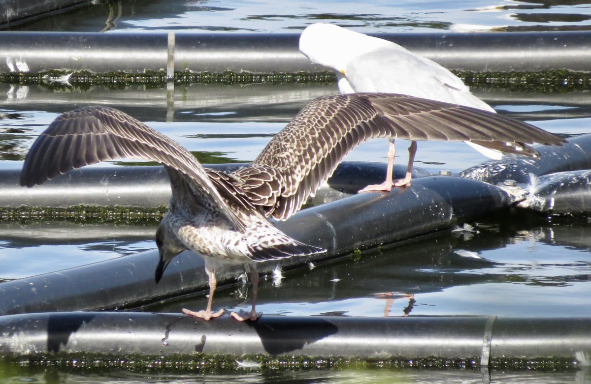 Wayne Turner (@wayneturner4) on Twitter photo The first Yellow-legged Gulls of the autumn appeared in Guernsey today. A sub-adult in Perelle Bay and a fresh juvenile at St. Saviour's Reservoir.
The juvenile is my earliest and probably the island's earliest in autumn ever. <a href="/GuernseyBirds/">Guernsey Birds</a> The first Yellow-legged Gulls of the autumn appeared in Guernsey today. A sub-adult in Perelle Bay and a fresh juvenile at St. Saviour's Reservoir.
The juvenile is my earliest and probably the island's earliest in autumn ever. <a href="/GuernseyBirds/">Guernsey Birds</a>