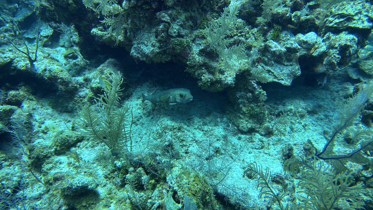 Good last day. Rockfish. Trumpetfish. Coral with Anemone. Pufferfish smiling;