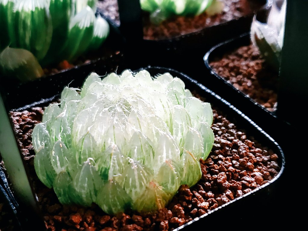 インスタにも貼ったけど、 姫桜 錦 ずっと桜水晶(エメラルドLED)が