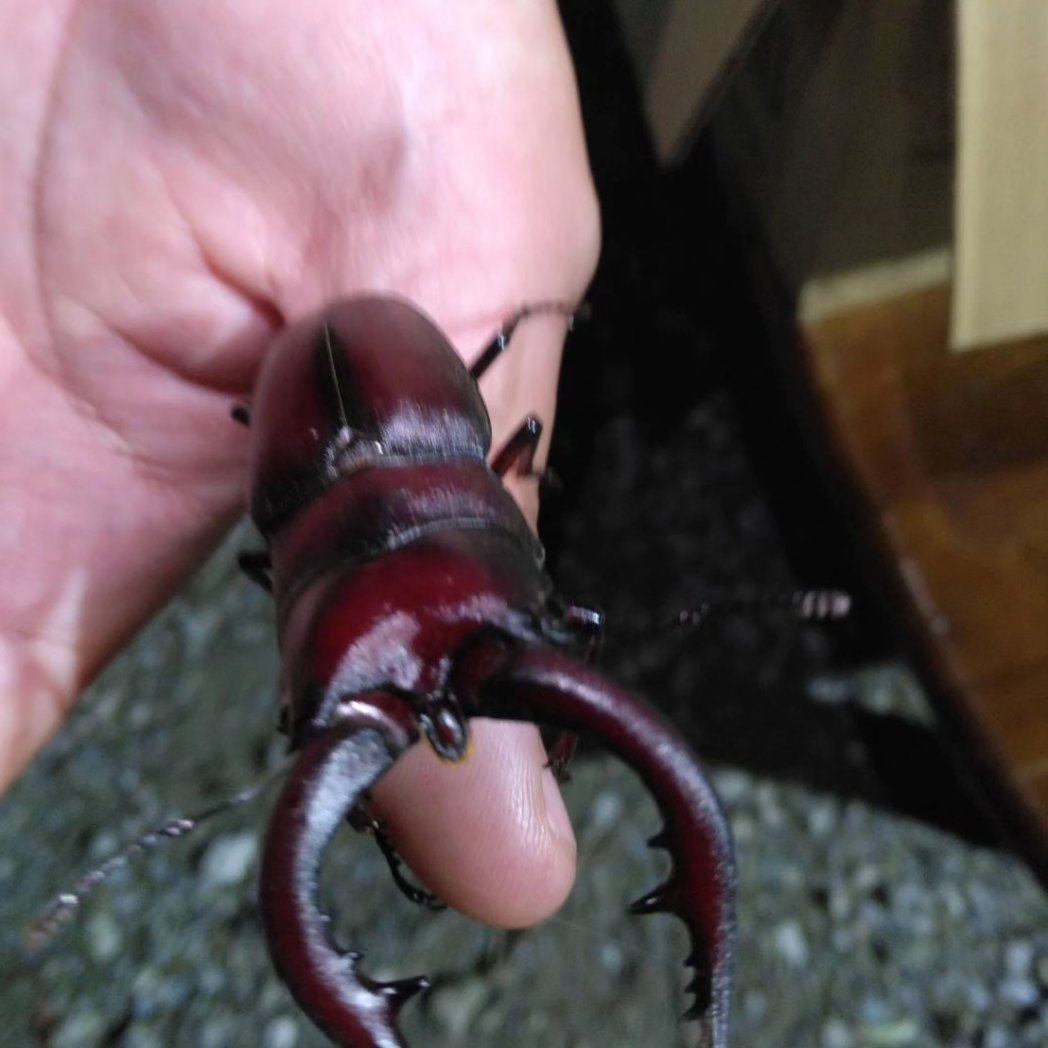 moemore's tweet image. 「じゃがいもの会」***のこぎりクワガタも、遊びにきましたよ！
***ゴロゴロじゃがいもカレー、じゃがいもゴロゴロポテトサラダ、お好み焼、ホットケーキ。***感謝😃💕
#田中惣一商店#刃物専門店
#フェアトレードショップ
#館山フェアトレードタウン推進委員会#じゃがいもの会#のこぎりクワガタ