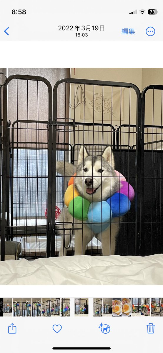 lime_husky_rolf's tweet photo. ニュージーンズ？ https://t.co/mNW3EFHeyP