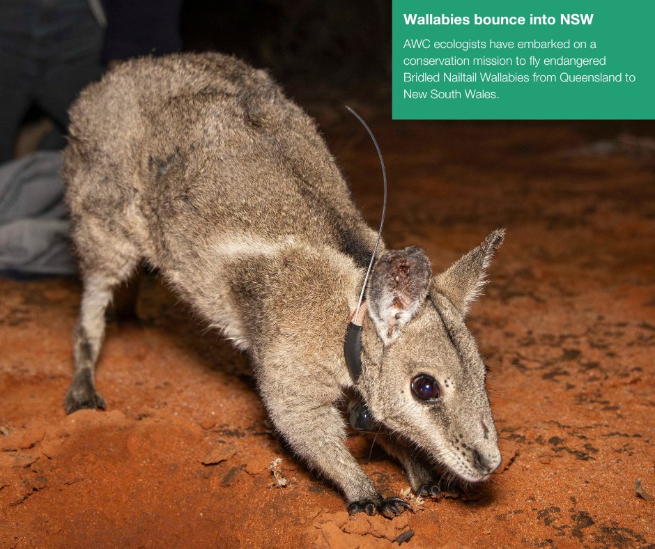 awconservancy's tweet photo. Positive conservation news to end another month π
We're breaking up your newsfeed with some of the top stories we shared this month.
Which is your favourite? Let us know in the comments!
#AWC #AustralianWildlife #AWCInTheField #PositiveNews #ConservationOptimism https://t.co/KwgW6ggWhB