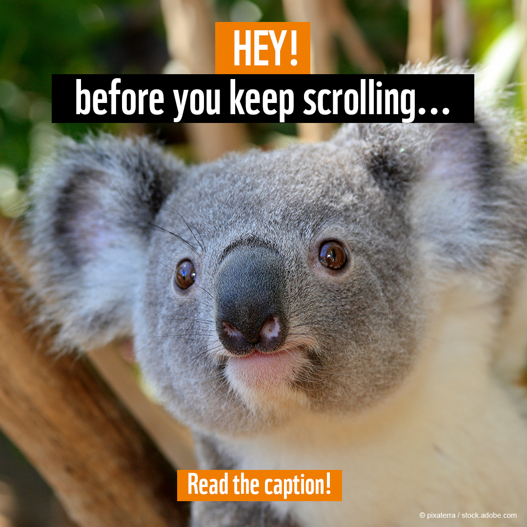 Confused Koala Memes