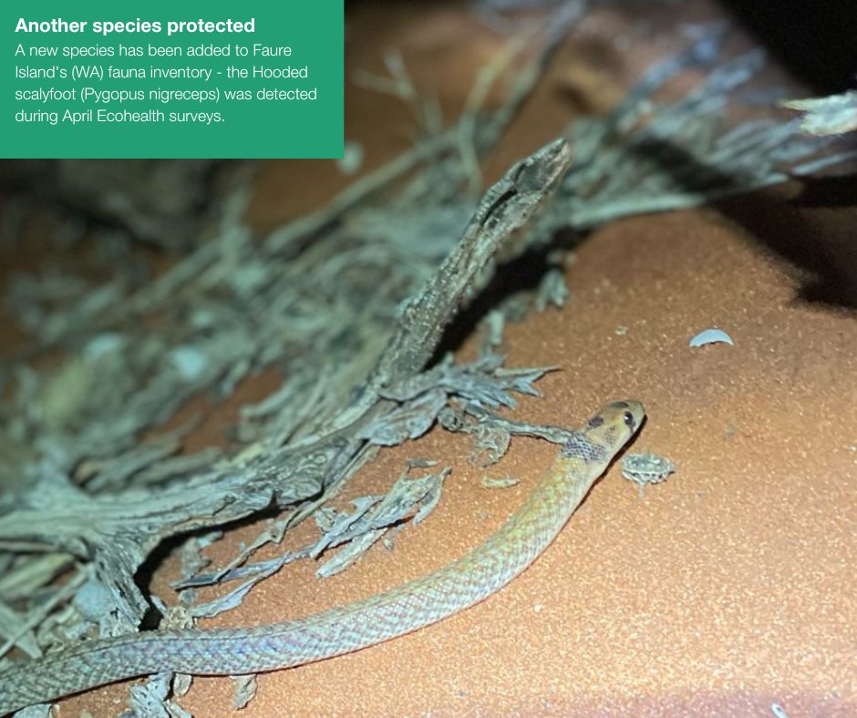 awconservancy's tweet photo. Positive conservation news to end another month π
We're breaking up your newsfeed with some of the top stories we shared this month.
Which is your favourite? Let us know in the comments!
#AWC #AustralianWildlife #AWCInTheField #PositiveNews #ConservationOptimism https://t.co/KwgW6ggWhB