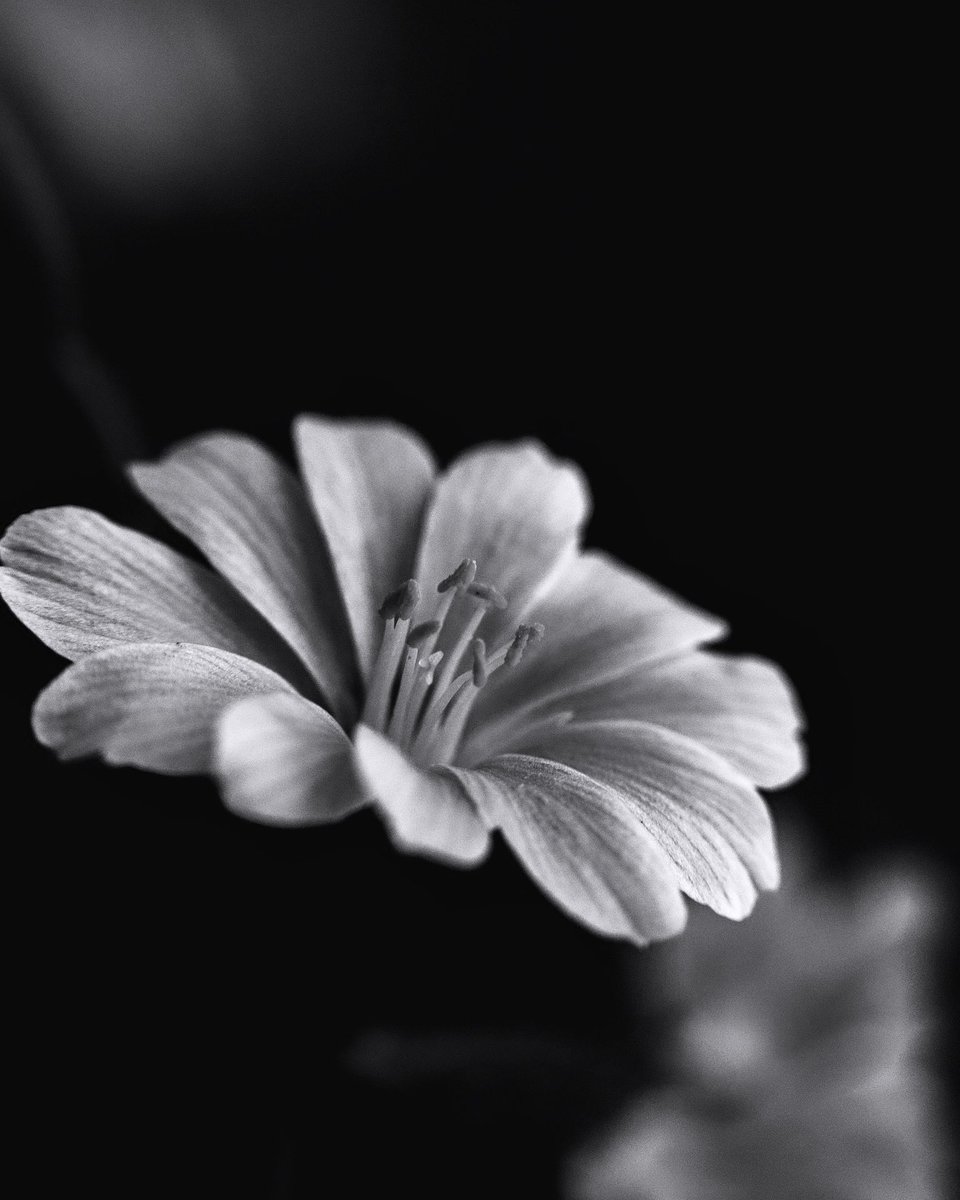 K_D_Thompson's tweet photo. 🖤🤍🩶

https://t.co/21tTEds17S

#photography #blackandwhitephotography #bnwphotography #NaturePhotography https://t.co/ziArGeJTyN