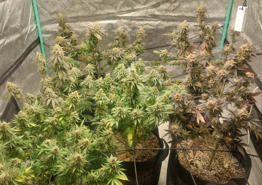 destroyer1990x's tweet photo. Northern Lights Auto Flwrs are out of tent and in some jars now. 

   LiL more elbow room, but harvest is soon for these clones as well!

      Cheers!   

#growyourown   #MDOLW  #MEDICATED #WeedLovers #ILGM #FreeTheWeed https://t.co/5le0hqu45Q