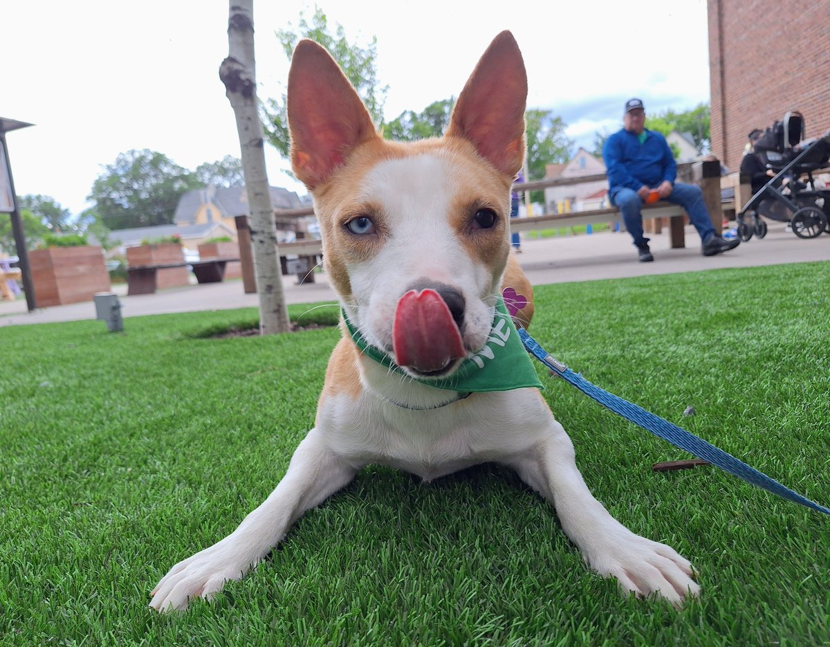HealingHeartsMN's tweet photo. Dixie was found as a stray in northern Minnesota and never claimed. After a long stray hold she came down to the Twin Cities and has been an absolute joy for everyone at Healing Hearts. 

She's got a few commands down like sit and stay and is really eager to learn and grow. https://t.co/nDW12sNGpY