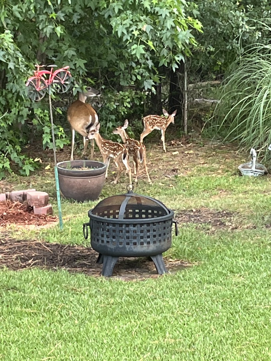 Kids eat free! So do fawns!!!