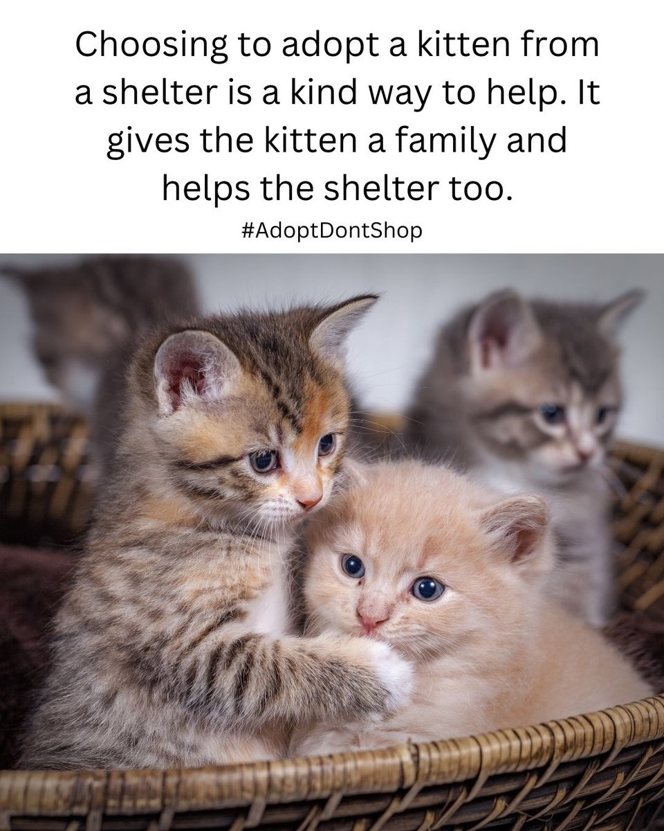 thecatsite's tweet photo. https://t.co/fti2m8zu9Y