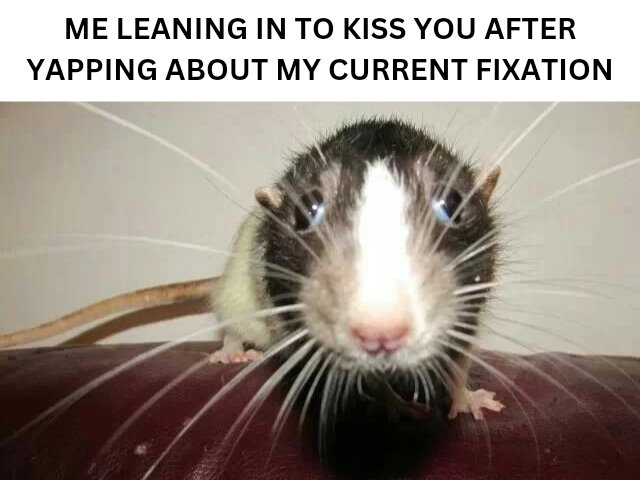 ❤️🐀 venus 🐀🧡 (@venuslovesrats) on Twitter photo 