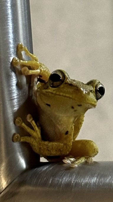 Cute little visitor on my last day! 🐸 https://t.co/h5IHg8ygZJ<a href="/tag/sexy"class="tags"><span>#sexy</span></a><a href="/tag/pussy"class="tags"><span>#pussy</span></a><a href="/tag/milf"class="tags"><span>#milf</span></a><a href="/tag/nudes"class="tags"><span>#nudes</span></a><a href="/tag/swinger"class="tags"><span>#swinger</span></a><a href="/tag/nudeoutdo"class="tags"><span>#nudeoutdo</span></a>