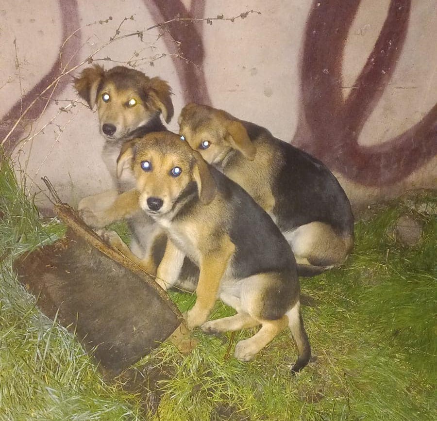 "Anoche estos perritos fueron abandonados en la línea del tren. Pasaron la noche en el patio de una vecina, pero hoy ya no los puede tener. Si deseas adoptar, llámame al +56947807367. Los puedo llevar a cualquier comuna en la región." Favor RT!
#LaCisterna