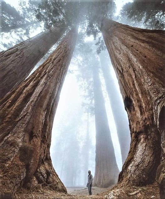 Greenisamissio1's tweet photo. Night Thoughts

Giants❤️ that take your breath away and you suddenly feel so small.💚🌳🌲

Such witnesses of time must be protected.

Photo: A. Braiden https://t.co/YJCJDGP9xb