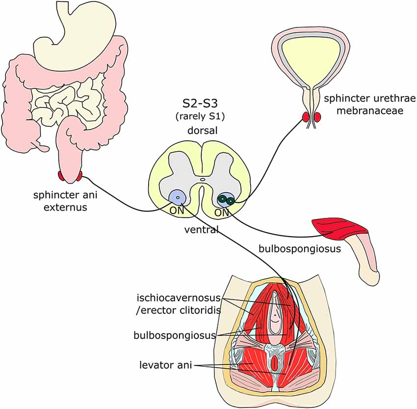 NeuroWalid's tweet photo. Onuf's nucleus, located in the sacral spinal cord (S2-S4), controls key muscles for urinary and fecal continence and plays a role in sexual function. Notably, it's resilient against degeneration in diseases like ALS, helping maintain continence longer. #Neuroscience #ALS #MedicalFacts