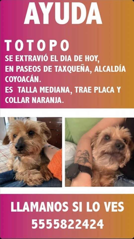 PamFarlom's tweet photo. @MascotasSismo hola por favor ayúdenos a compartir 🙏🏻 https://t.co/pUSH2Sfypw