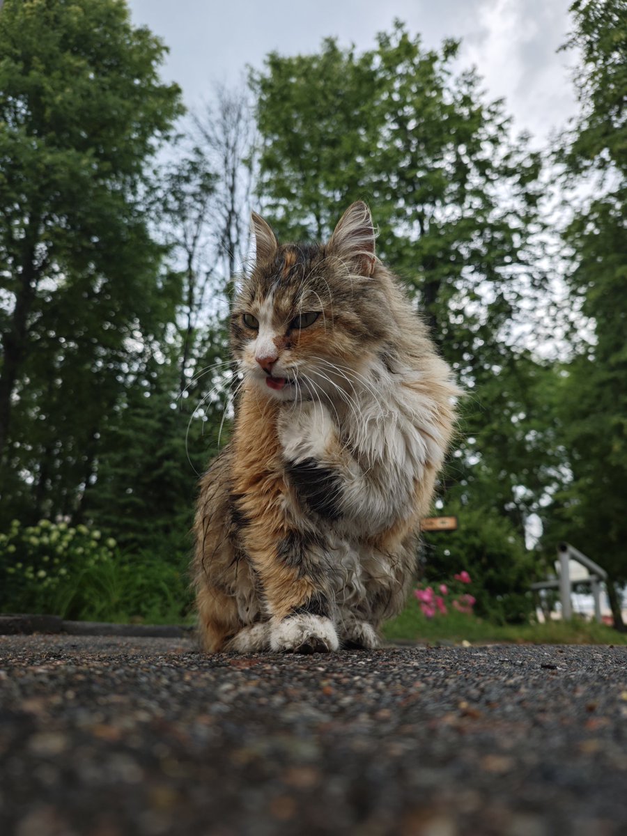 Mikhail (@mikhailchebakov) on Twitter photo 