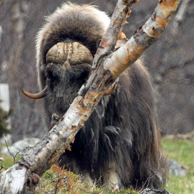 hermanusdejongh's tweet image. #muskox #Dovrefjell in #Norway