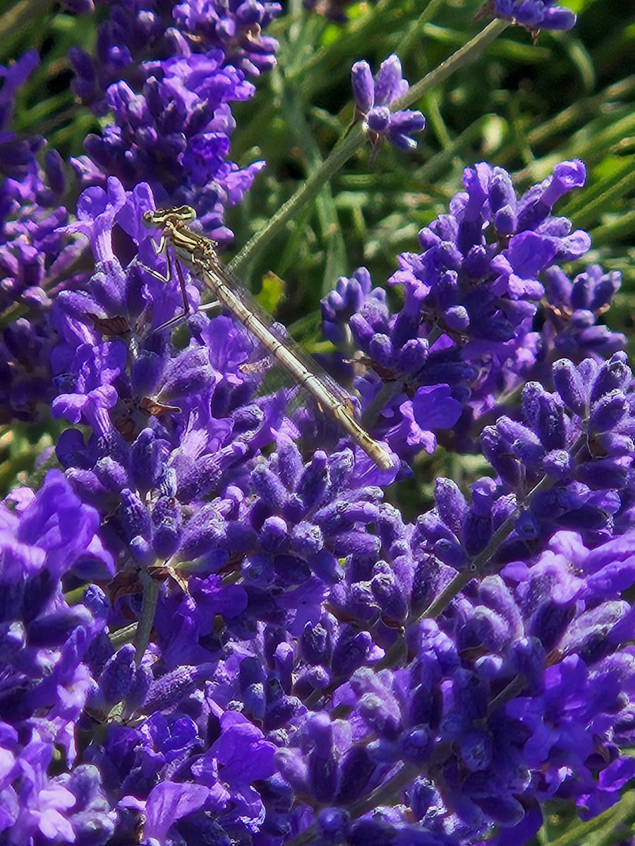 Jamie Honeyman tweet media