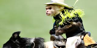ZestyLoofah's tweet photo. There ain't no room on this app for the 2 of us @treeflesh. I challenge you to a beach off! We ride at dawn! Don't forget to wear some sunscreen for your fragile and fair complexion. Much monkey love! #imkenning #beachoff #youaretheequivalentofjakegyllenhaal https://t.co/rxnpG8e6X4