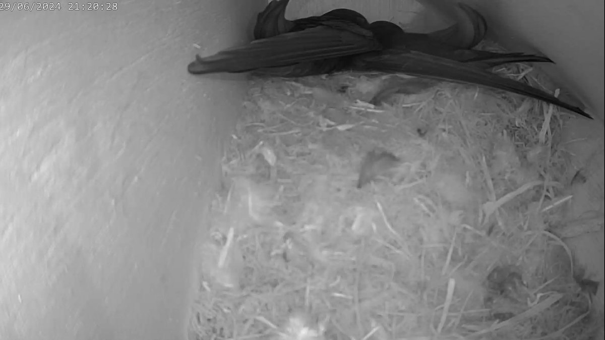 The lovebirds have settled in for the night 🌙 💞