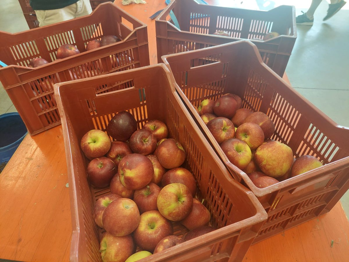 Nacherntephysi1's tweet image. One of the most important things to know about new cultivars and fruit storage methods is consumer acceptability and perception. This week, we had the incredible opportunity to taste the Cosmic Crisp and Isadora cultivars! And now for some images from that moment! #MaBo #WOG