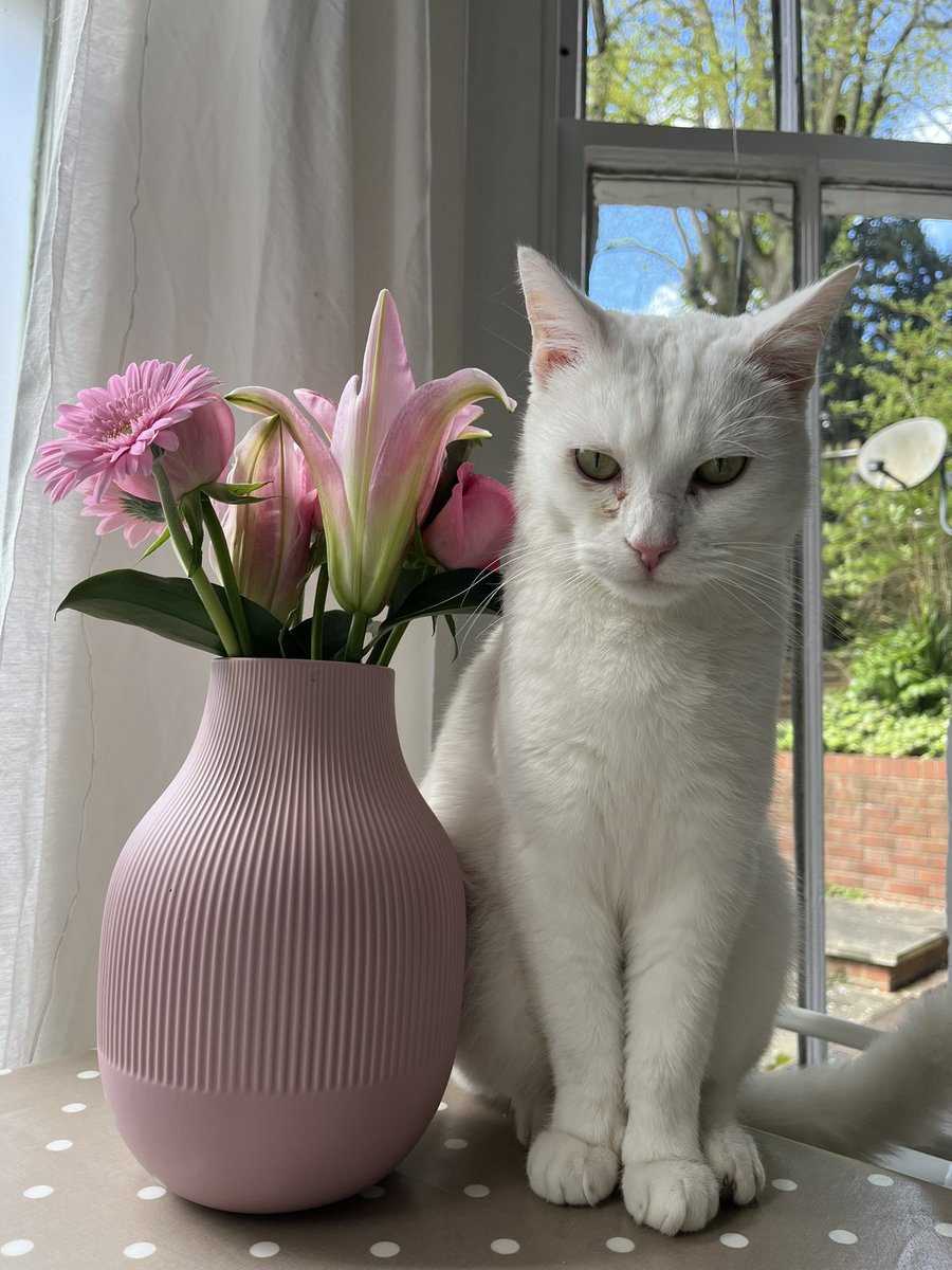 MMEA_MFL's tweet photo. Missing white cat - Loki, Harrow on the Hill, Peterborough Road. Please message if seen! https://t.co/sWYkdi2VPj