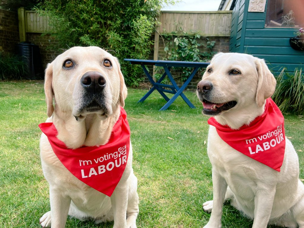 clarewalshlab's tweet photo. Two other big highlights of the day were putting up our final 50th bespoke board and meeting these beautiful dogs who are proudly voting Labour 🗳 #clare4change 🌹 https://t.co/DJfFBSDn1D