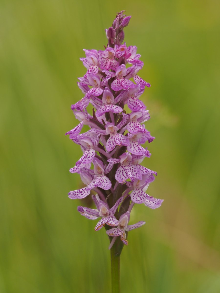 ukorchids's tweet photo. Third and final one from a fantastic day in the Cairngorms....an absolute scorcher of a hybrid between Heath Fragrant x Heath Spotted Orchid. It smelled as good as it looked! https://t.co/8024rsS2BQ