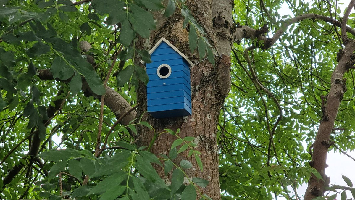 JohnCPhillips3's tweet photo. Huge thank you to my sister who part funded the purchase of some bird boxes, which we placed around the Penycae ward, it's probably a little late for this year, as we are well into the bird nesting season, but hopefully, they are ready to go for next year and beyond. https://t.co/15oFJXa3zW