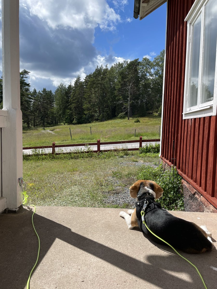 My human got me a garden and a porch just in time for summer 🌱