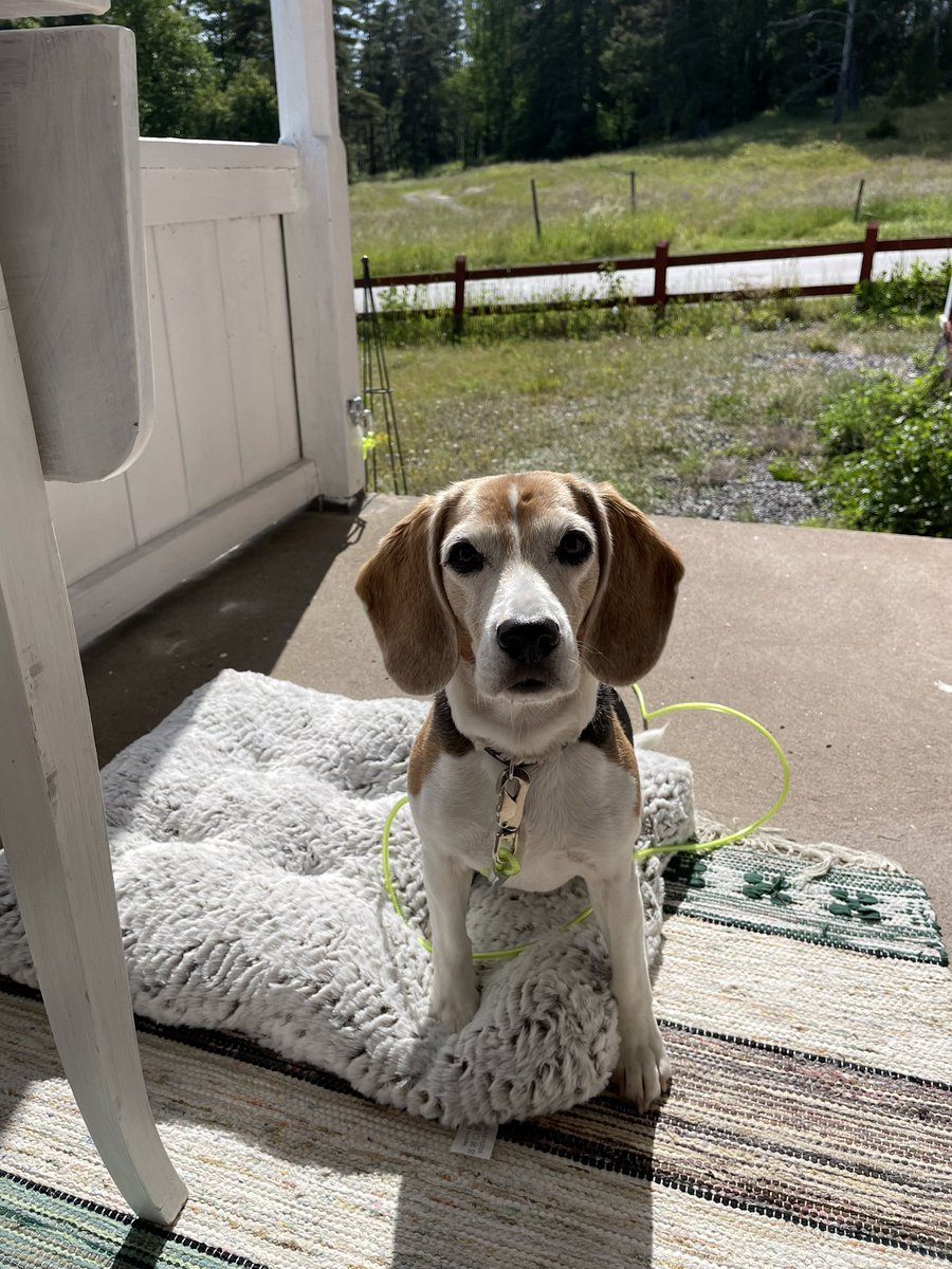 BeagleAdele's tweet image. My human got me a garden and a porch just in time for summer 🌱