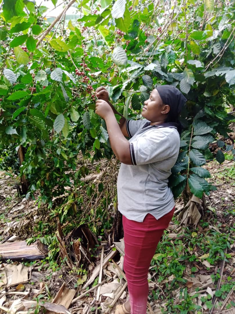 zioncoffeeug's tweet photo. Folks,
Zion Coffee is here to bring the best aroma in your cup.
#Farmit
#Brewit
#Sipit
#SharewithFriends&Frenemies
@CoffeeUganda @aydahglobal @GKatabazi @CamilaJamie @evelyne_komu https://t.co/sPUQsnr2Ss