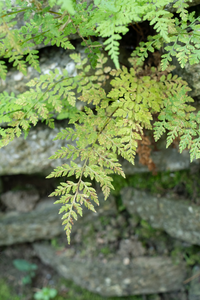 erikslootweg's tweet photo. Hyalopsora polypodii (blaasvarenroest in Dutch) on the fern Cystopteris fragilis. Found it in a botanical garden. This fern is quite rare here in the Netherlands, and this is the first time I saw this nice orange rust. https://t.co/zVBtpUogfr