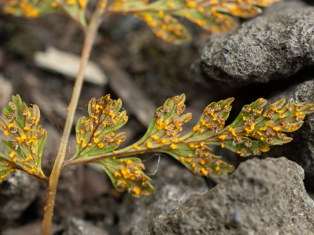 erikslootweg's tweet photo. Hyalopsora polypodii (blaasvarenroest in Dutch) on the fern Cystopteris fragilis. Found it in a botanical garden. This fern is quite rare here in the Netherlands, and this is the first time I saw this nice orange rust. https://t.co/zVBtpUogfr