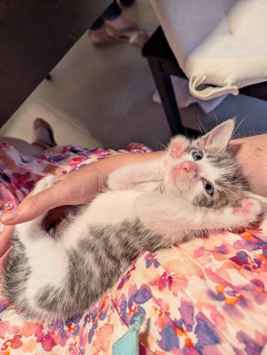 FatXena's tweet photo. Bon, ma nulmaine m'a chabandonné pour le weekend et en plus je me l'ai fait volé par un tout petit chaton rescapé du canal https://t.co/FJ4Ic4SRHT