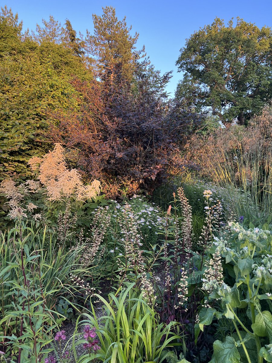 PelhamPlants's tweet photo. 🌅Late evening light accentuating the Aruncus dioicus, Stipa gigantea and Heuchera americana ‘Harry Hay’!
#eveninggarden #eveningsun #aruncus #aruncusdioicus #stipa #stipagigantea #heuchera #heucheraamericana #heucheraharryhay #sussexgardens #gardensofsussex #garden #gardener https://t.co/FrdPR4t5hd